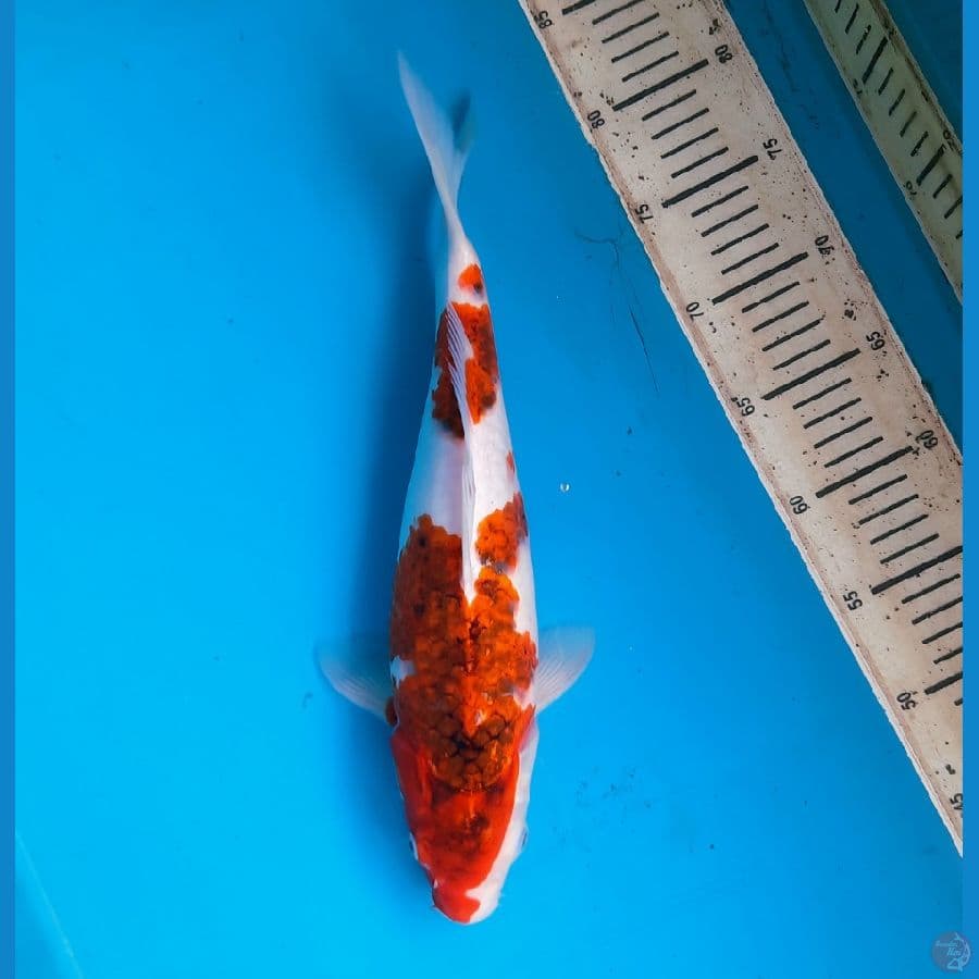 Goromo 37cm Female