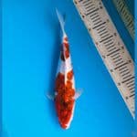 Goromo 37cm Female