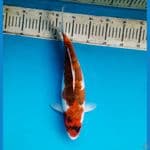 Goromo 36cm Female
