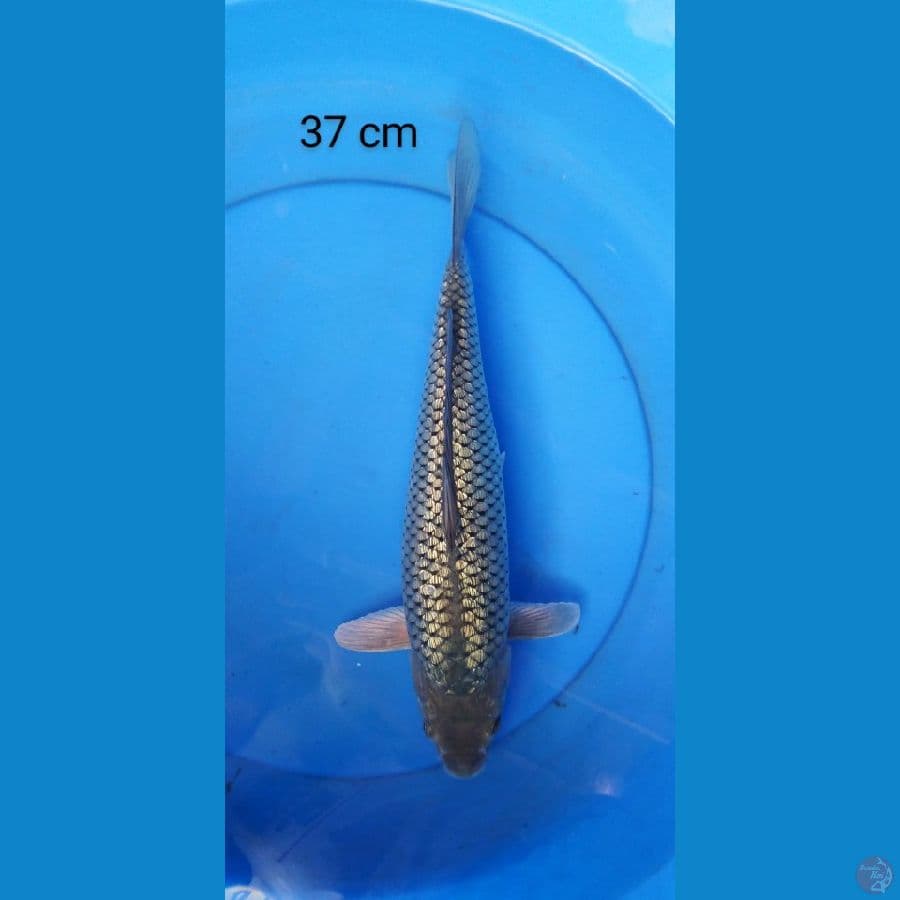 black diamond super ginrin punuk 37 cm