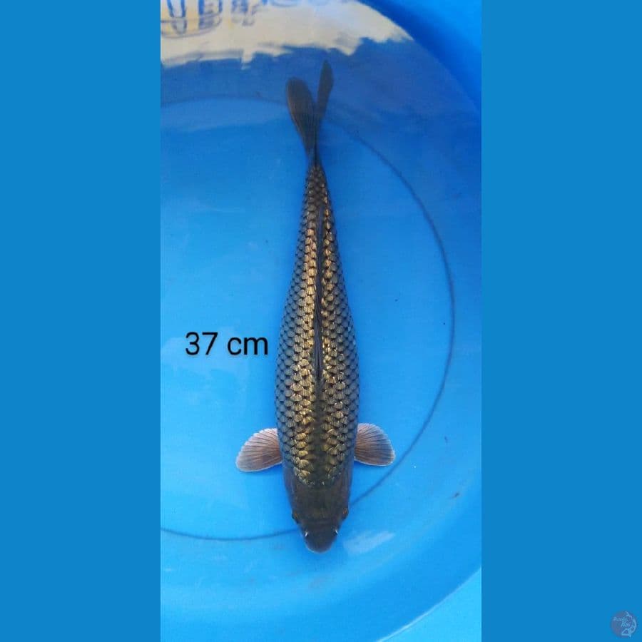 black diamond super ginrin punuk 37 cm