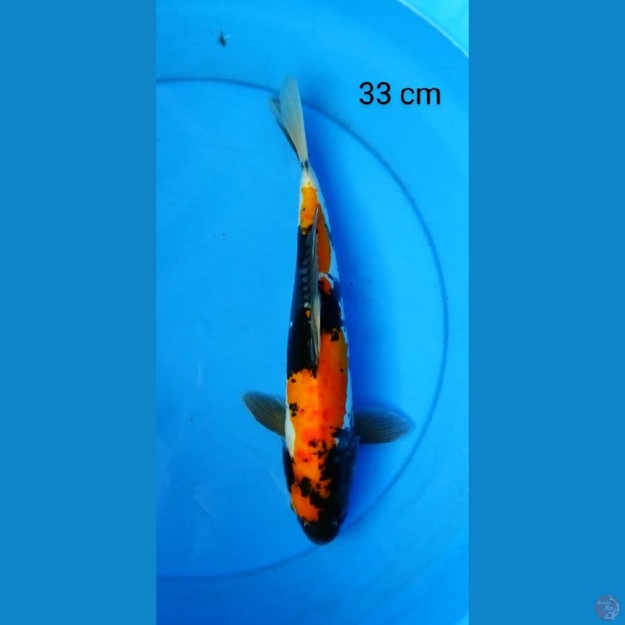 showa doits male strong 33 cm