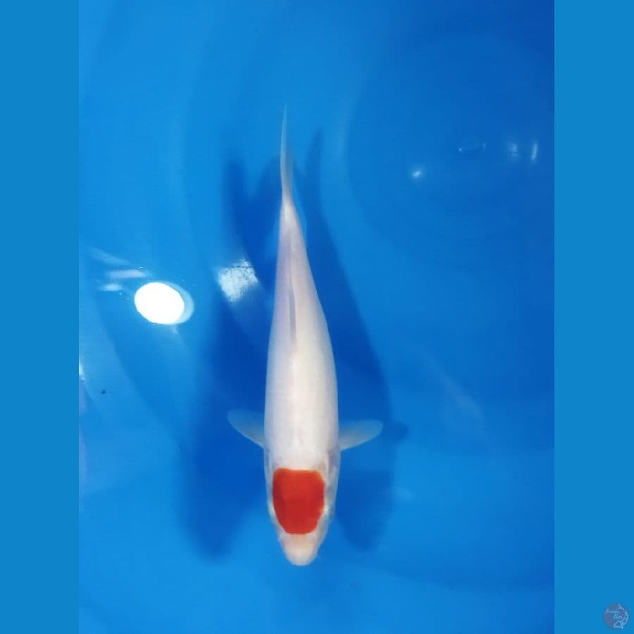 tancho kohaku  25cm
