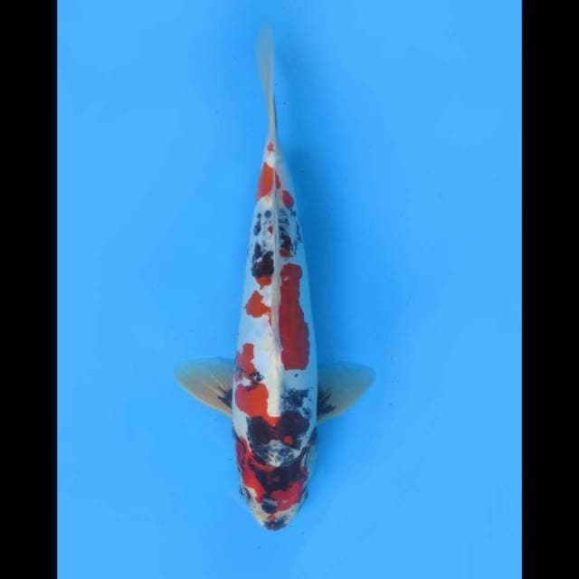 32cm Male - Kindai Showa Doitsu F1