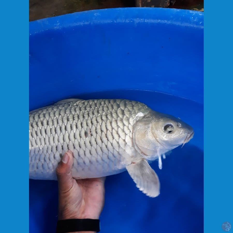 Soragoi Jumbo Punuk Tinggi