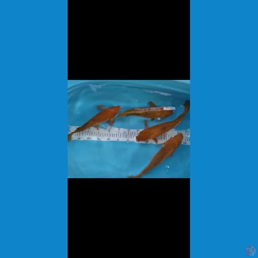 caghoi tembaga 34 36 cm