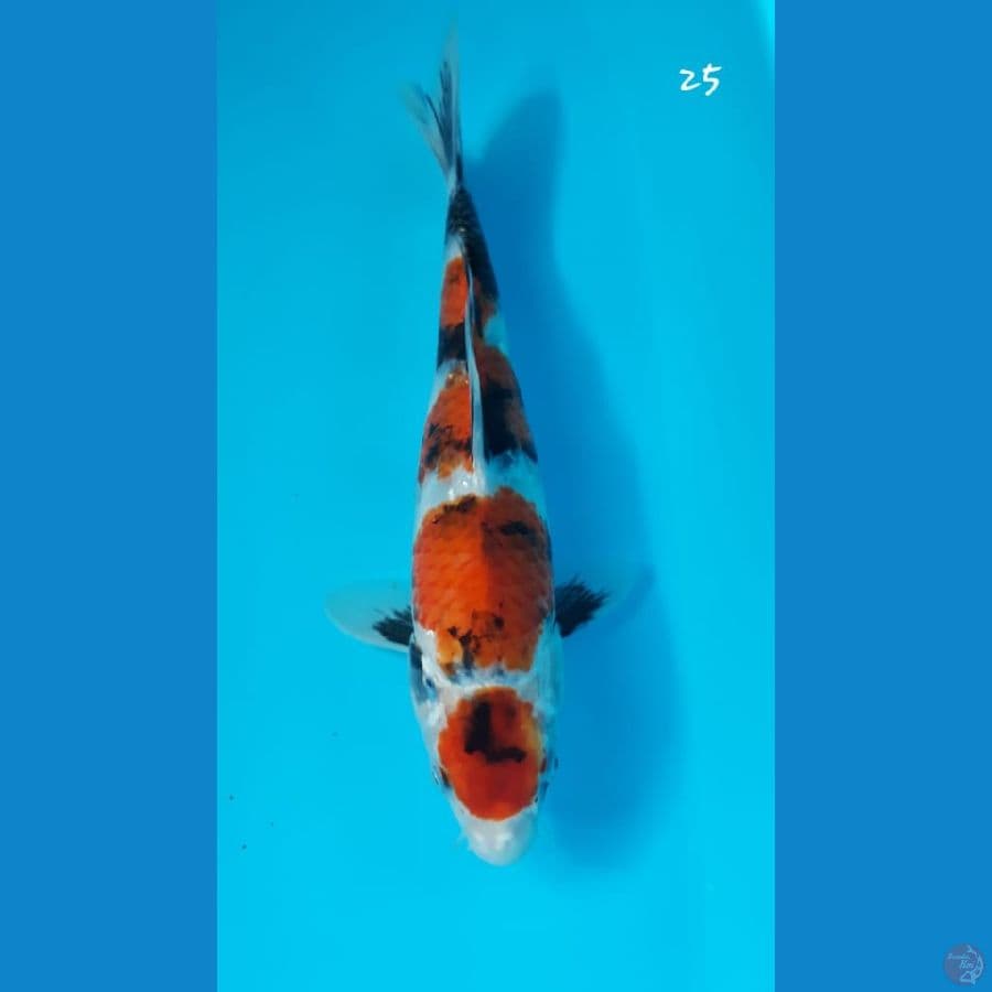maruten showa 25cm