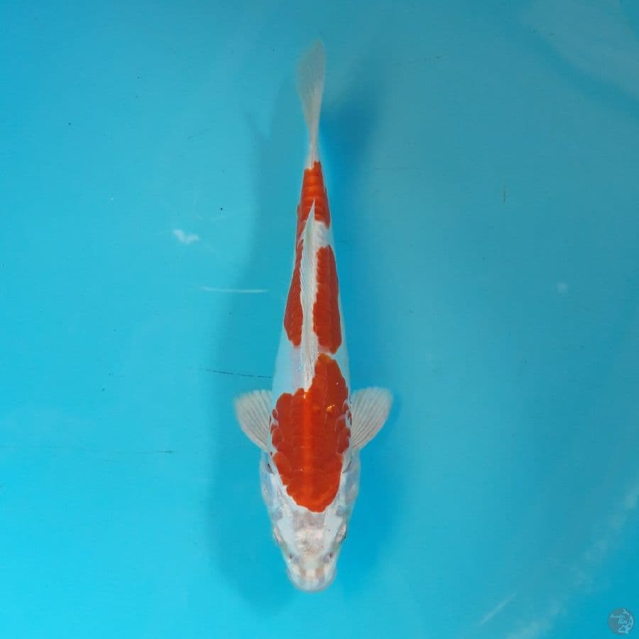 Kikushui Strong Red 22cm
