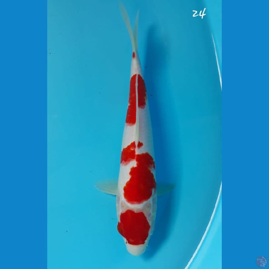 kohaku 24cm