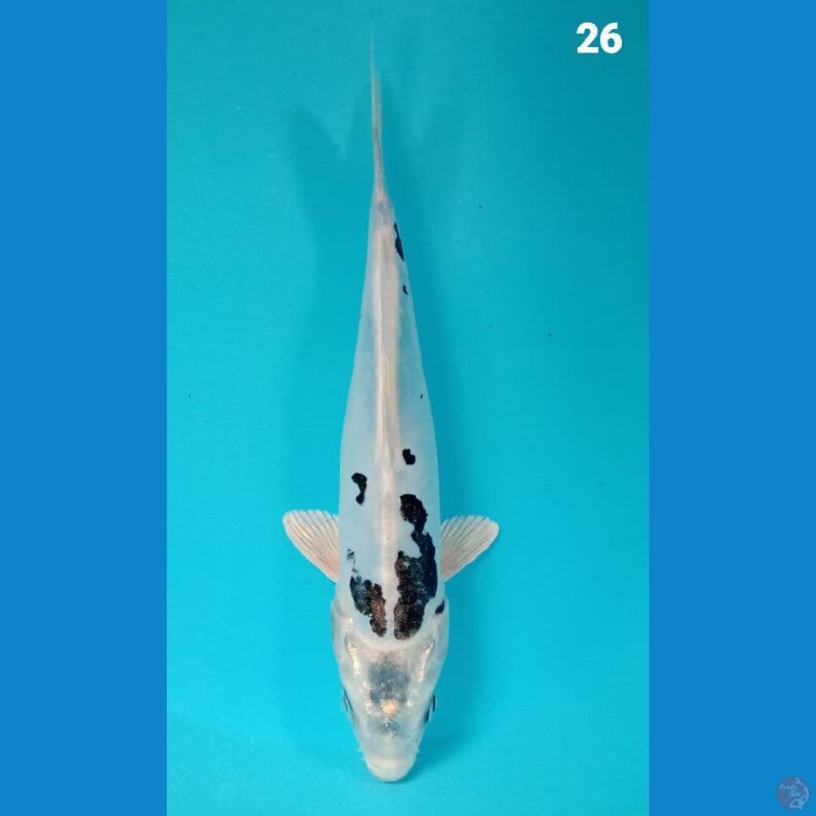 kikokuryu 26cm