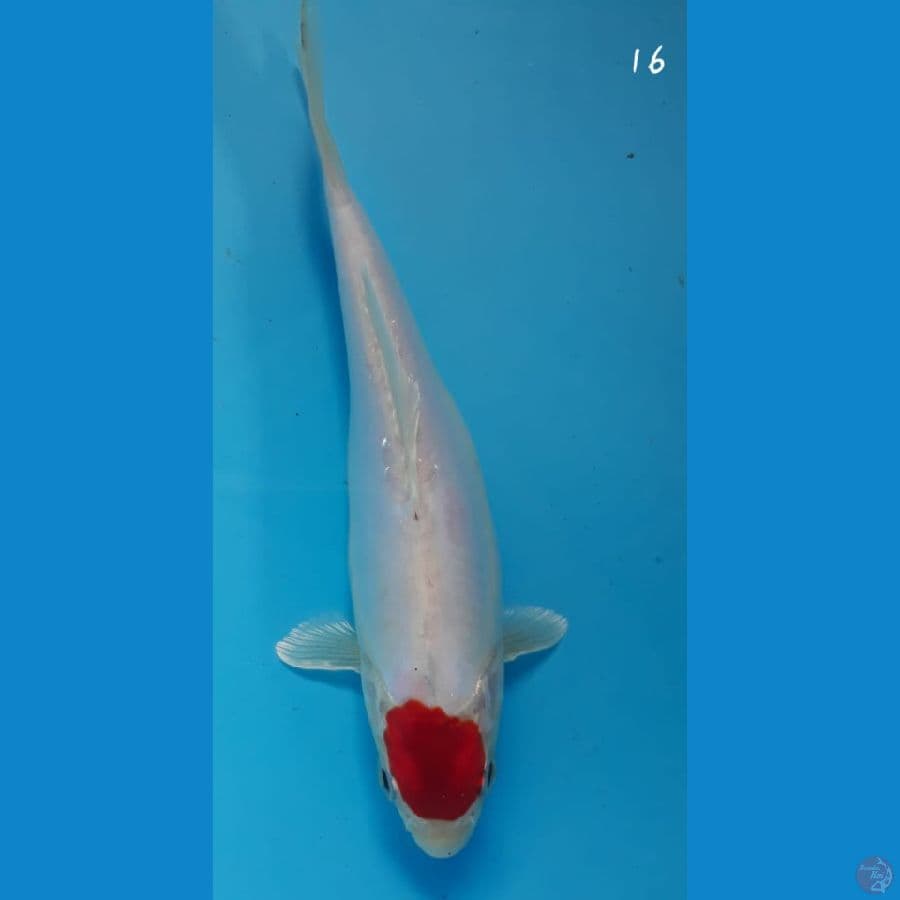 tancho 16cm