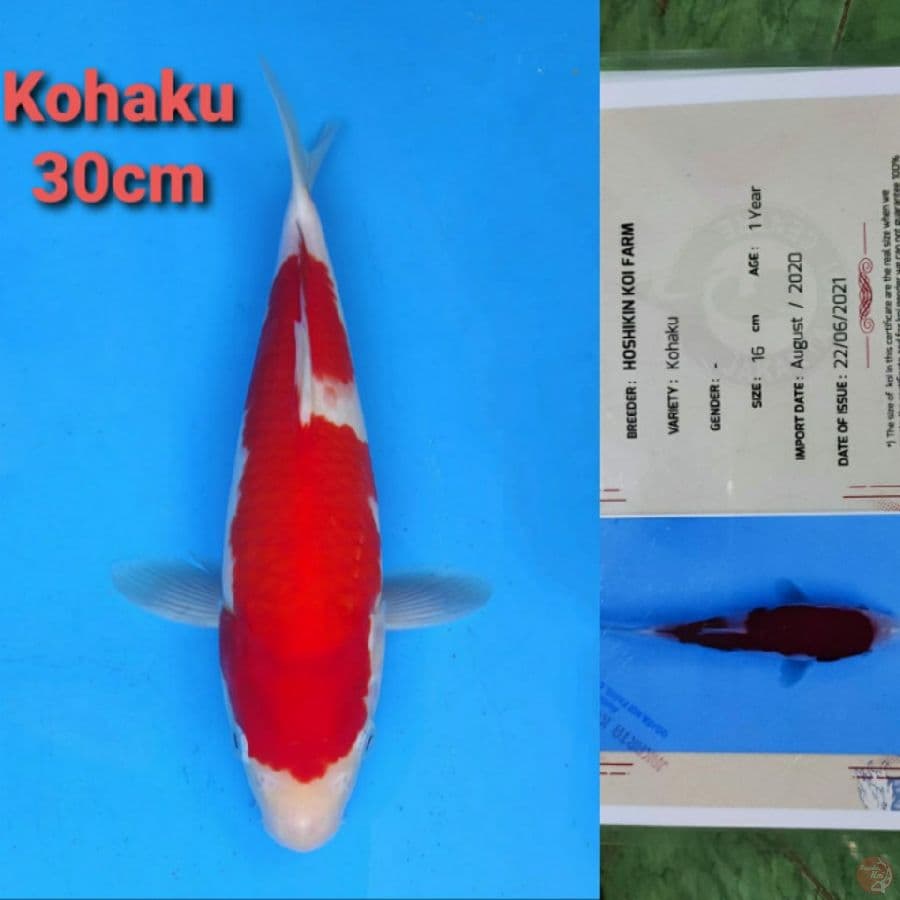 HOSHIKIN KOHAKU 30CM SERTI