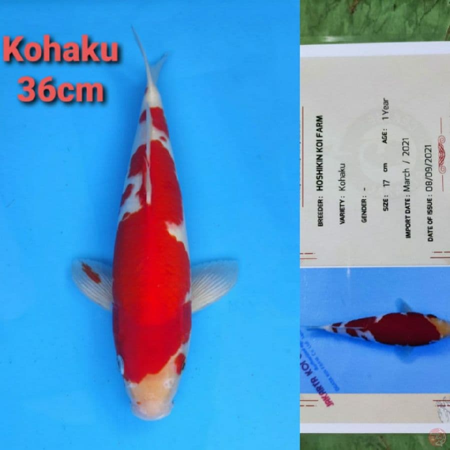 HOSHIKIN KOHAKU 36CM SERTI