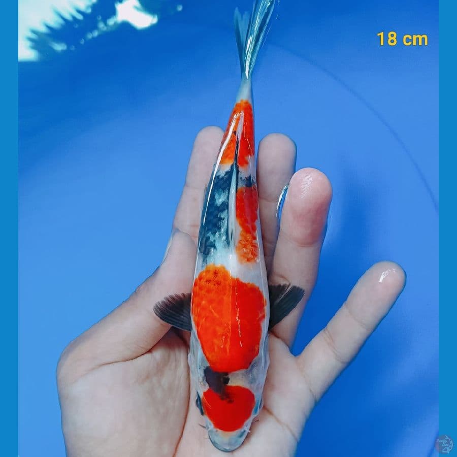 maruten showa 18 cm