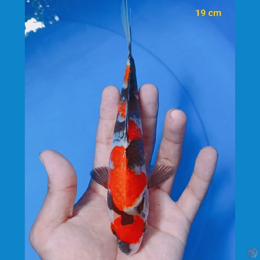 Maruten Showa 19 cm
