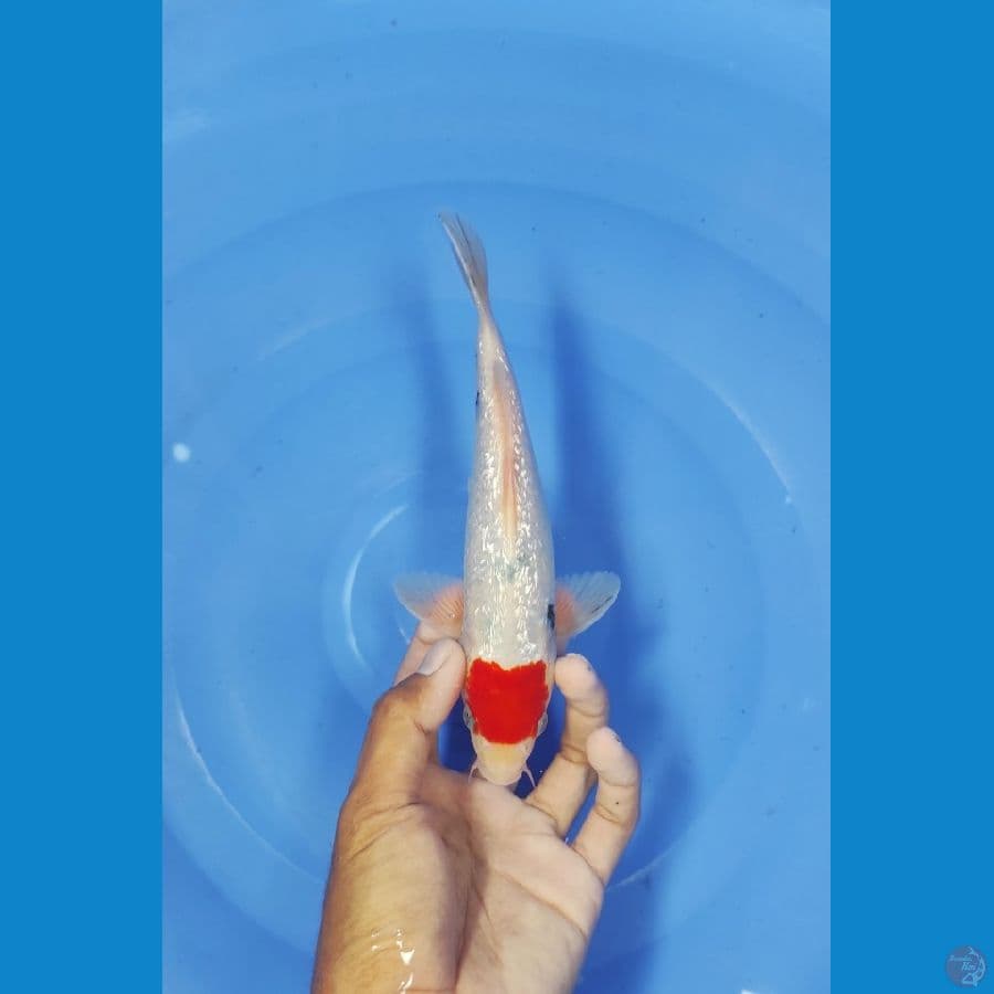 23 CM ~ TANCO