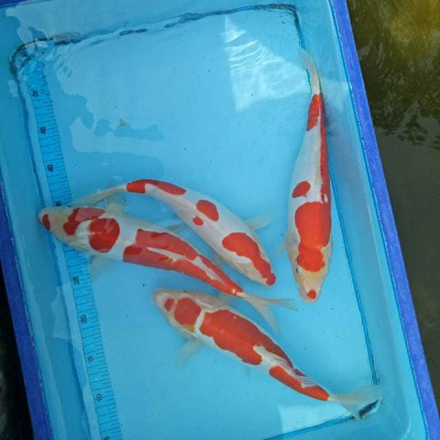 Widodo_Manchunian ( Doit 30-35 cm )