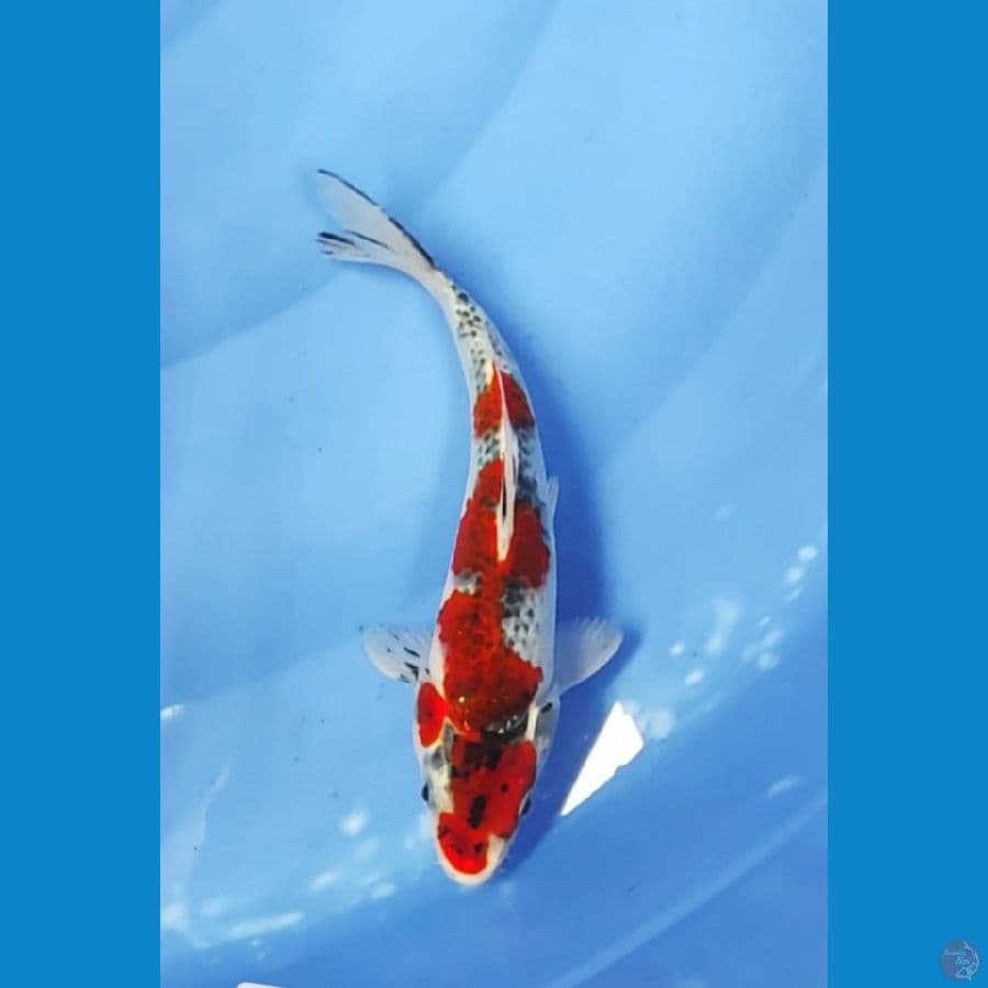 22 CM ~ GOSIKI INAZUM
