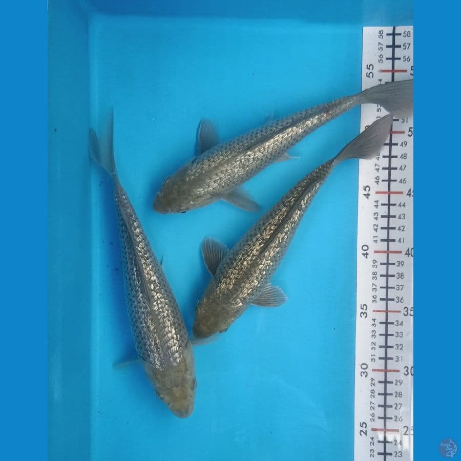 Soragoi ginrin size 24_25 cm