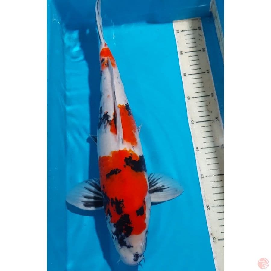 SHOWA 46 CM