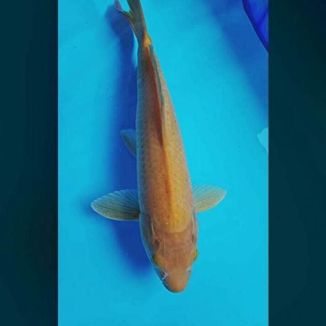 Karashi 35cm male