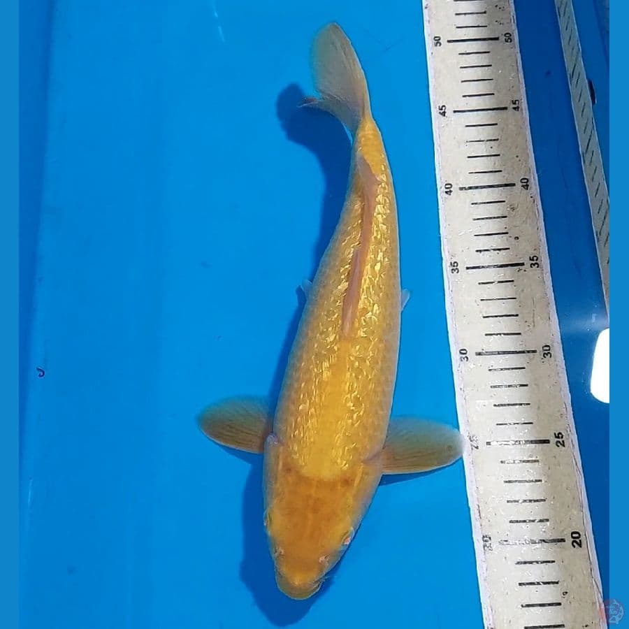 KARASHI MATA MERAH GINDRIN BULKY 31 CM