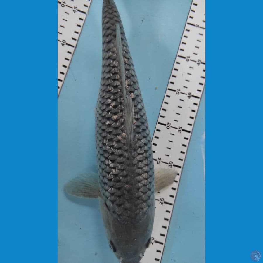shoragoi gindrin 38cm