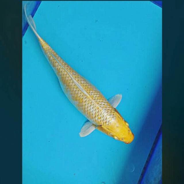 Yamabuki ogon 36cm