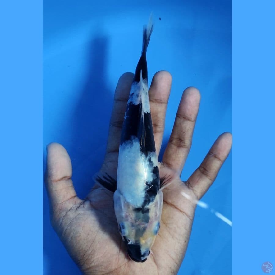 Shiro Utsuri 20CM