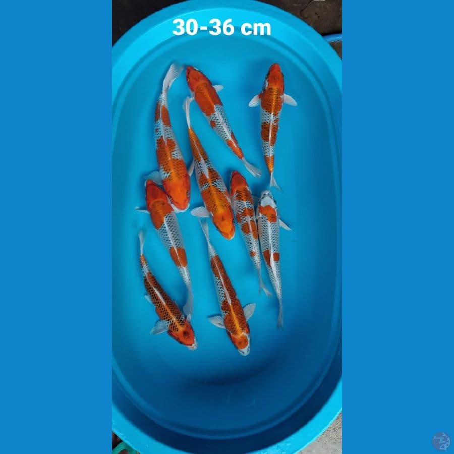 kujaku 30-36 cm