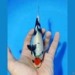 Tc Showa ori, 16cm