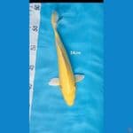 yamabuki 24 cm