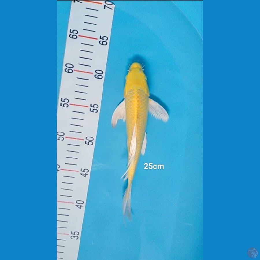 yamabuki 25cm kumpai