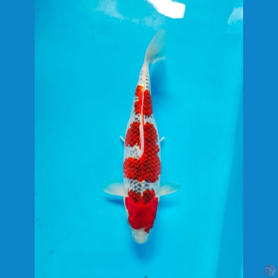 goshiki 32cm