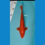 Benigoi 25cm