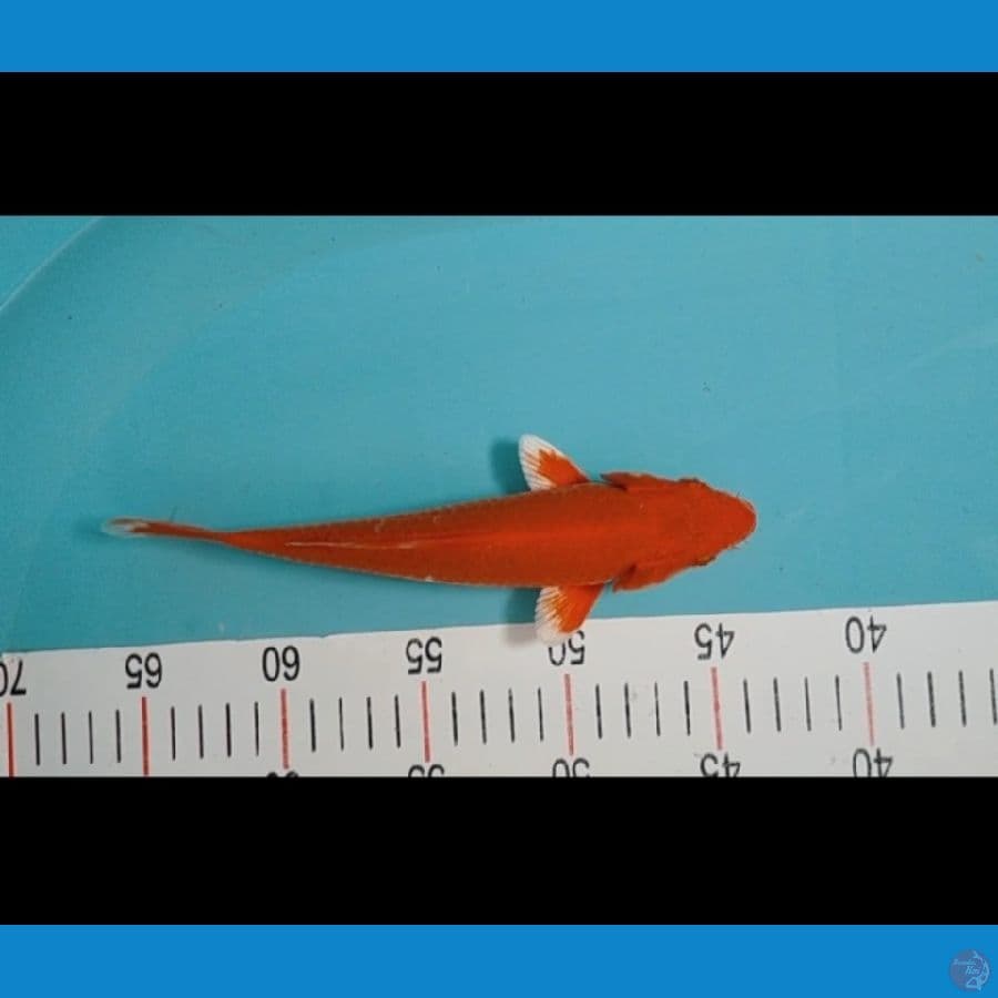 orengi 23cm