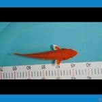 orengi 23cm