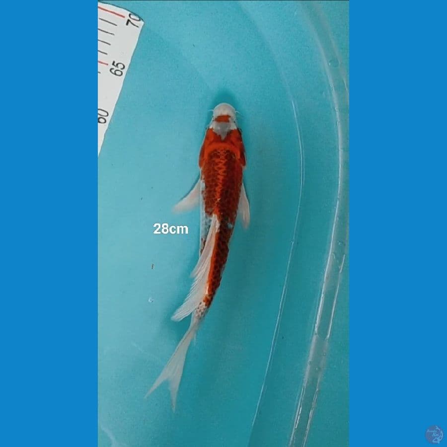 kumpsi 28cm