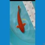 Orengi 24cm