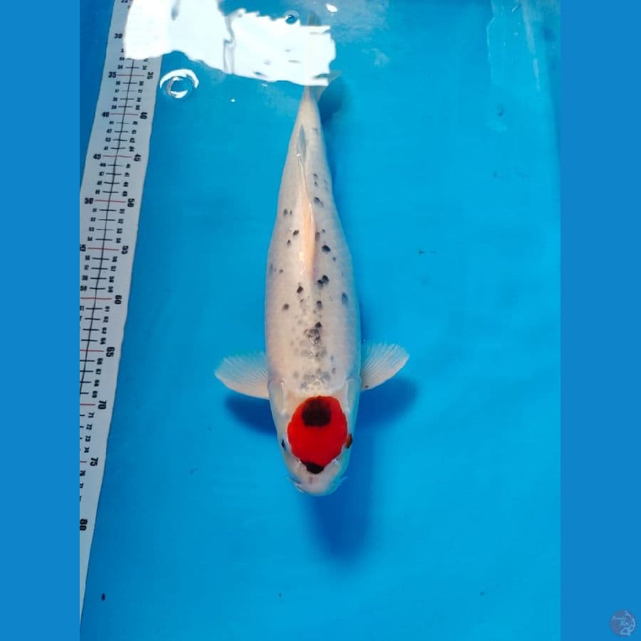 tanco goshiki 44cm