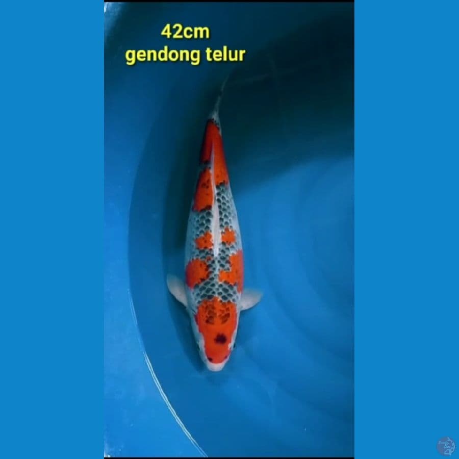 Ghosiki jumbo 42 cm