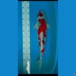 Gosiki jantan 50 bu Reed strong