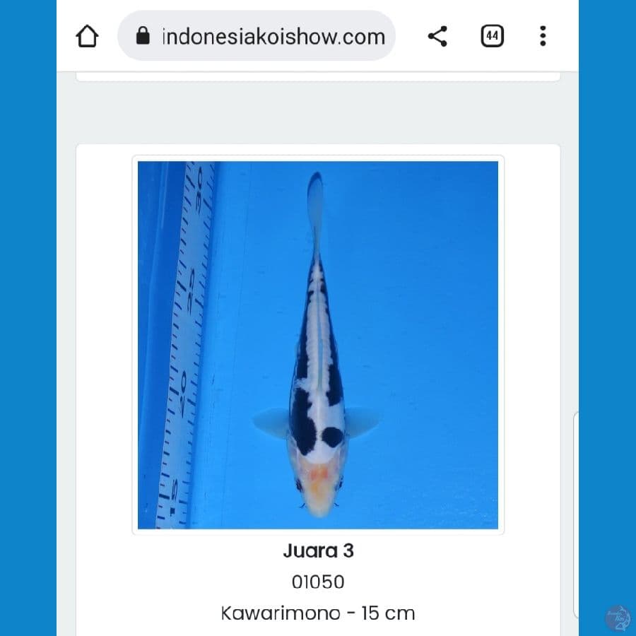 Kumonryu 15cm Juara 3, 3rd Pasuruan Koi Show