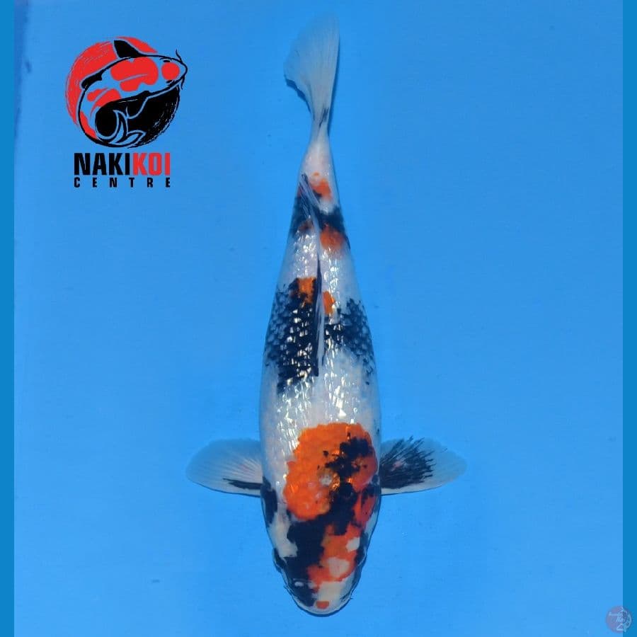 Showa Ginrin 35cm
