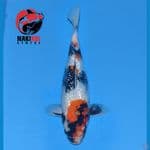 Showa Ginrin 35cm