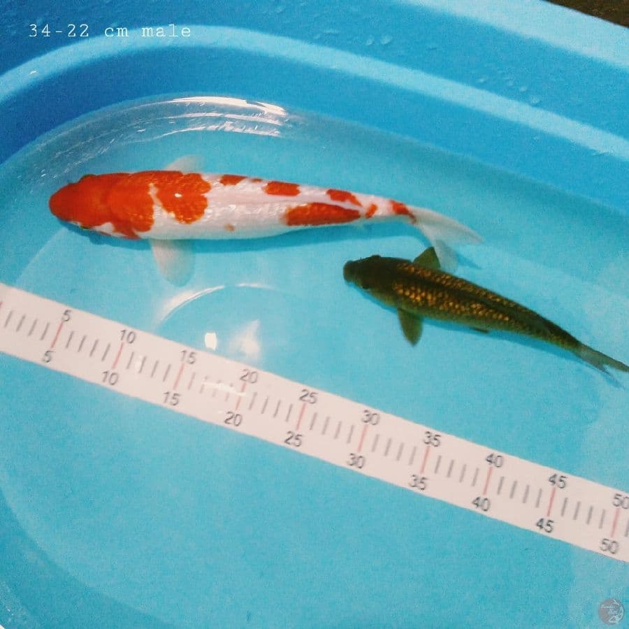 Mix ginrin 34-22cm..male