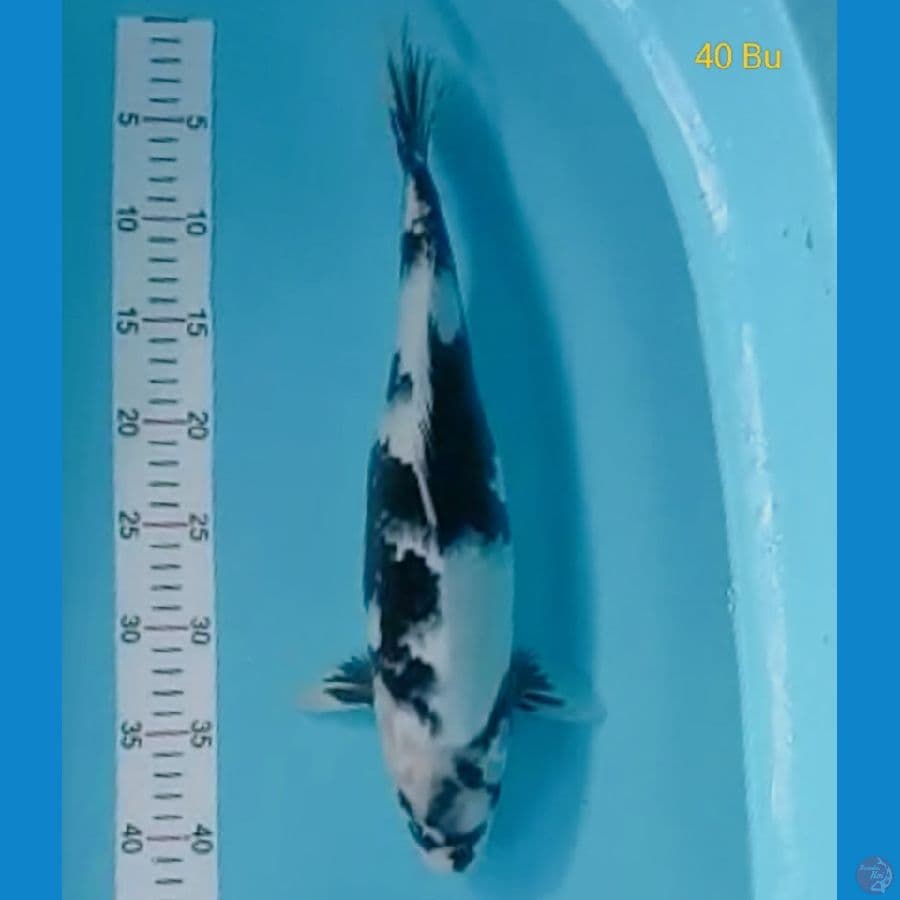 sq shiro 40 cm