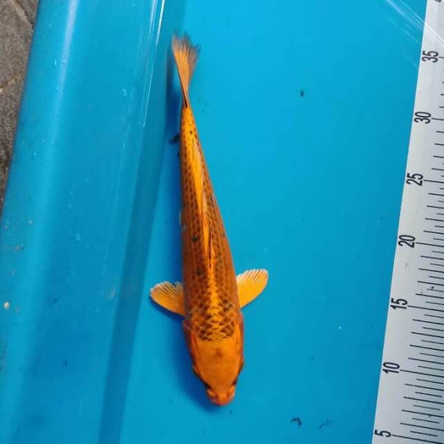 matsuba 29 cm