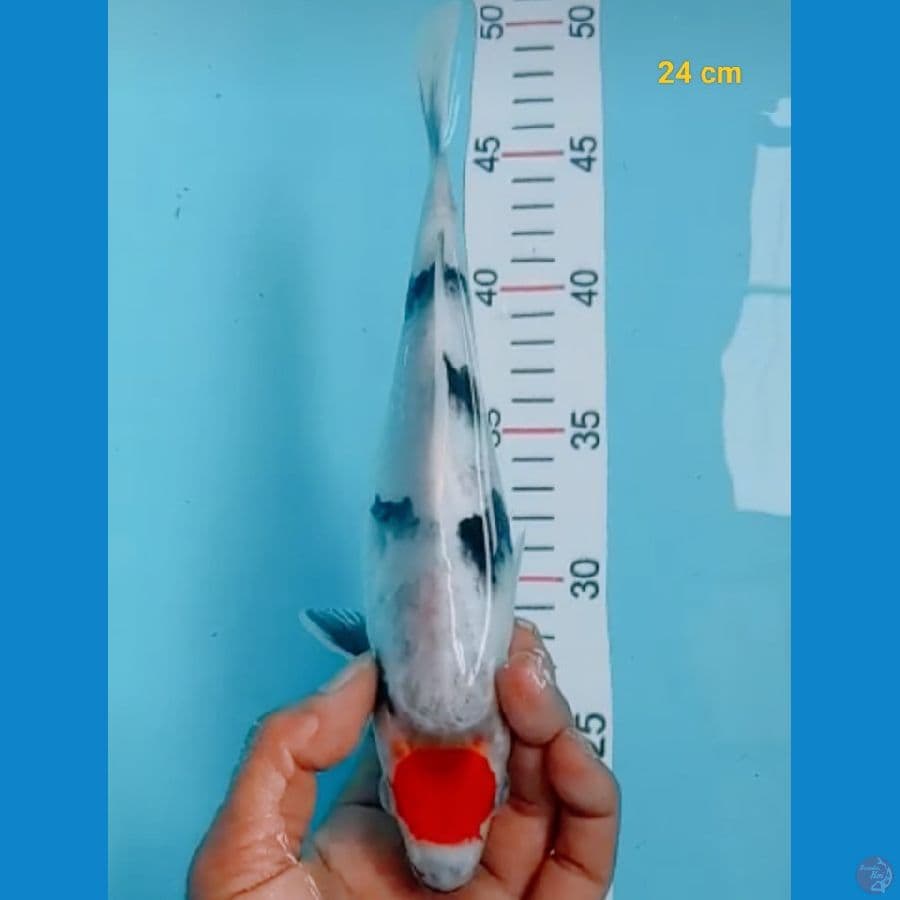 Tancho showa 24 cm