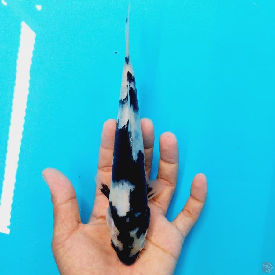 *SHIRO//22 CM*